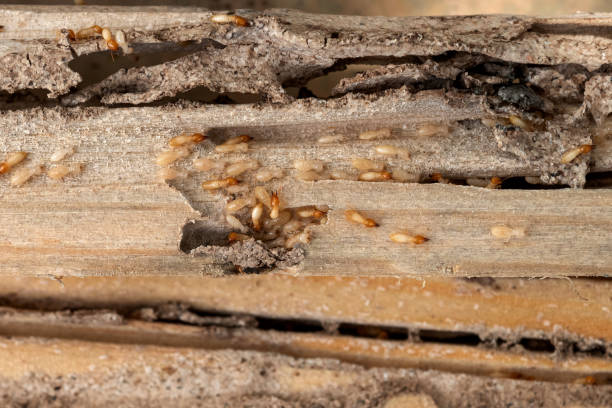 Best Pest Control for Homes  in Buffalo, SC